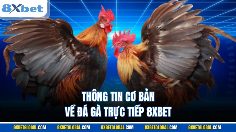 Thông tin cơ bản về đá gà trực tiếp 8XBET